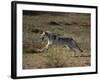 Gray Wolf Running in Meadow-DLILLC-Framed Photographic Print