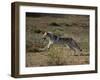 Gray Wolf Running in Meadow-DLILLC-Framed Photographic Print