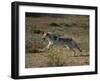 Gray Wolf Running in Meadow-DLILLC-Framed Photographic Print