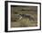 Gray Wolf Running in Meadow-DLILLC-Framed Photographic Print