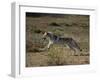 Gray Wolf Running in Meadow-DLILLC-Framed Photographic Print