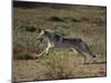 Gray Wolf Running in Meadow-DLILLC-Mounted Photographic Print