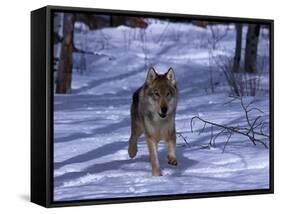 Gray Wolf Running in Snow by Trees, Canis Lupus-Lynn M^ Stone-Framed Stretched Canvas