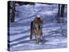 Gray Wolf Running in Snow by Trees, Canis Lupus-Lynn M^ Stone-Stretched Canvas