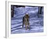 Gray Wolf Running in Snow by Trees, Canis Lupus-Lynn M^ Stone-Framed Photographic Print