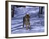Gray Wolf Running in Snow by Trees, Canis Lupus-Lynn M^ Stone-Framed Photographic Print