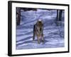 Gray Wolf Running in Snow by Trees, Canis Lupus-Lynn M^ Stone-Framed Photographic Print
