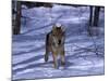 Gray Wolf Running in Snow by Trees, Canis Lupus-Lynn M^ Stone-Mounted Photographic Print