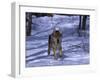 Gray Wolf Running in Snow by Trees, Canis Lupus-Lynn M^ Stone-Framed Photographic Print