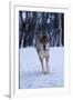 Gray Wolf Running in Snow, Canis Lupus-Lynn M. Stone-Framed Premium Photographic Print