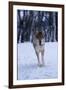 Gray Wolf Running in Snow, Canis Lupus-Lynn M. Stone-Framed Premium Photographic Print