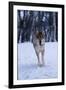 Gray Wolf Running in Snow, Canis Lupus-Lynn M. Stone-Framed Premium Photographic Print