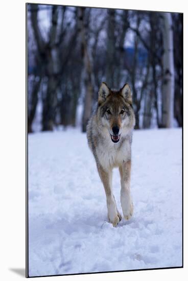 Gray Wolf Running in Snow, Canis Lupus-Lynn M. Stone-Mounted Premium Photographic Print