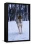 Gray Wolf Running in Snow, Canis Lupus-Lynn M. Stone-Framed Stretched Canvas