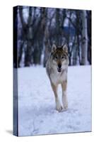 Gray Wolf Running in Snow, Canis Lupus-Lynn M. Stone-Stretched Canvas