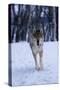 Gray Wolf Running in Snow, Canis Lupus-Lynn M. Stone-Stretched Canvas