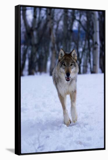 Gray Wolf Running in Snow, Canis Lupus-Lynn M. Stone-Framed Stretched Canvas