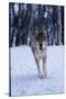 Gray Wolf Running in Snow, Canis Lupus-Lynn M. Stone-Stretched Canvas