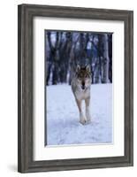 Gray Wolf Running in Snow, Canis Lupus-Lynn M. Stone-Framed Photographic Print