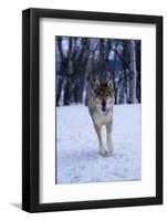 Gray Wolf Running in Snow, Canis Lupus-Lynn M. Stone-Framed Photographic Print