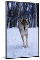 Gray Wolf Running in Snow, Canis Lupus-Lynn M. Stone-Mounted Photographic Print