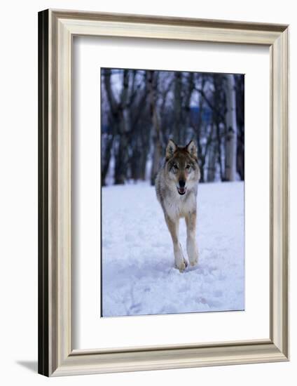 Gray Wolf Running in Snow, Canis Lupus-Lynn M. Stone-Framed Photographic Print