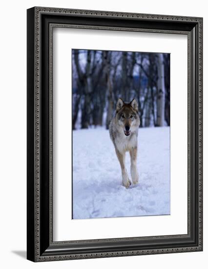 Gray Wolf Running in Snow, Canis Lupus-Lynn M. Stone-Framed Photographic Print