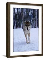 Gray Wolf Running in Snow, Canis Lupus-Lynn M. Stone-Framed Photographic Print