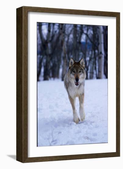 Gray Wolf Running in Snow, Canis Lupus-Lynn M. Stone-Framed Photographic Print