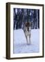 Gray Wolf Running in Snow, Canis Lupus-Lynn M. Stone-Framed Photographic Print