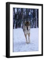 Gray Wolf Running in Snow, Canis Lupus-Lynn M. Stone-Framed Photographic Print