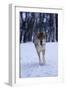 Gray Wolf Running in Snow, Canis Lupus-Lynn M. Stone-Framed Photographic Print