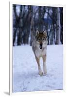 Gray Wolf Running in Snow, Canis Lupus-Lynn M. Stone-Framed Photographic Print