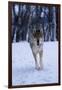 Gray Wolf Running in Snow, Canis Lupus-Lynn M. Stone-Framed Photographic Print