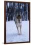 Gray Wolf Running in Snow, Canis Lupus-Lynn M. Stone-Framed Photographic Print