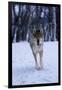 Gray Wolf Running in Snow, Canis Lupus-Lynn M. Stone-Framed Photographic Print