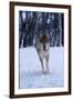 Gray Wolf Running in Snow, Canis Lupus-Lynn M. Stone-Framed Photographic Print