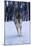 Gray Wolf Running in Snow, Canis Lupus-Lynn M. Stone-Mounted Photographic Print