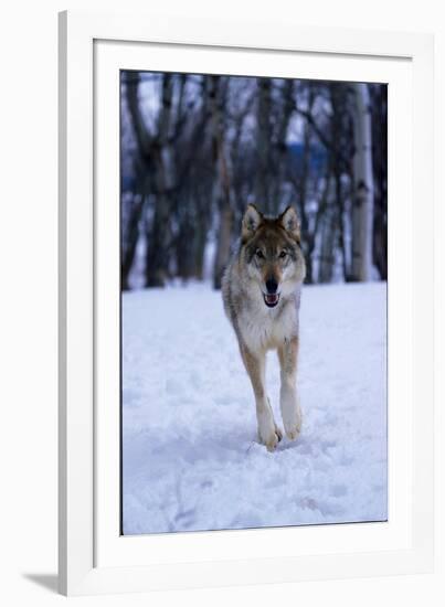 Gray Wolf Running in Snow, Canis Lupus-Lynn M. Stone-Framed Photographic Print