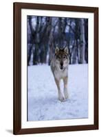 Gray Wolf Running in Snow, Canis Lupus-Lynn M. Stone-Framed Photographic Print