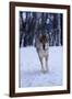 Gray Wolf Running in Snow, Canis Lupus-Lynn M. Stone-Framed Photographic Print