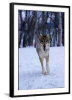 Gray Wolf Running in Snow, Canis Lupus-Lynn M. Stone-Framed Photographic Print