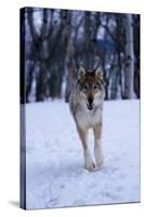 Gray Wolf Running in Snow, Canis Lupus-Lynn M. Stone-Stretched Canvas