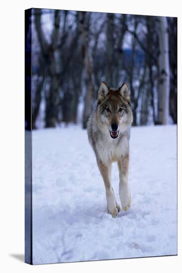 Gray Wolf Running in Snow, Canis Lupus-Lynn M. Stone-Stretched Canvas