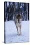 Gray Wolf Running in Snow, Canis Lupus-Lynn M. Stone-Stretched Canvas