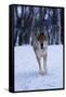 Gray Wolf Running in Snow, Canis Lupus-Lynn M. Stone-Framed Stretched Canvas