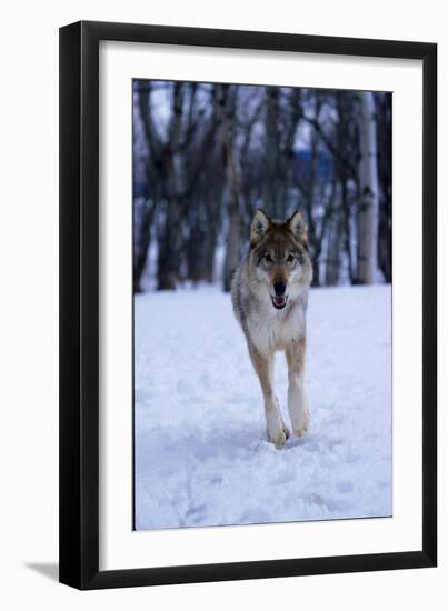 Gray Wolf Running in Snow, Canis Lupus-Lynn M. Stone-Framed Premium Photographic Print