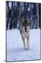 Gray Wolf Running in Snow, Canis Lupus-Lynn M. Stone-Mounted Premium Photographic Print