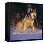 Gray Wolf Running in Snow-DLILLC-Framed Stretched Canvas