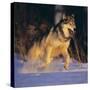 Gray Wolf Running in Snow-DLILLC-Stretched Canvas